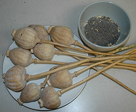 Dried poppy pods poppy seeds poppy straw