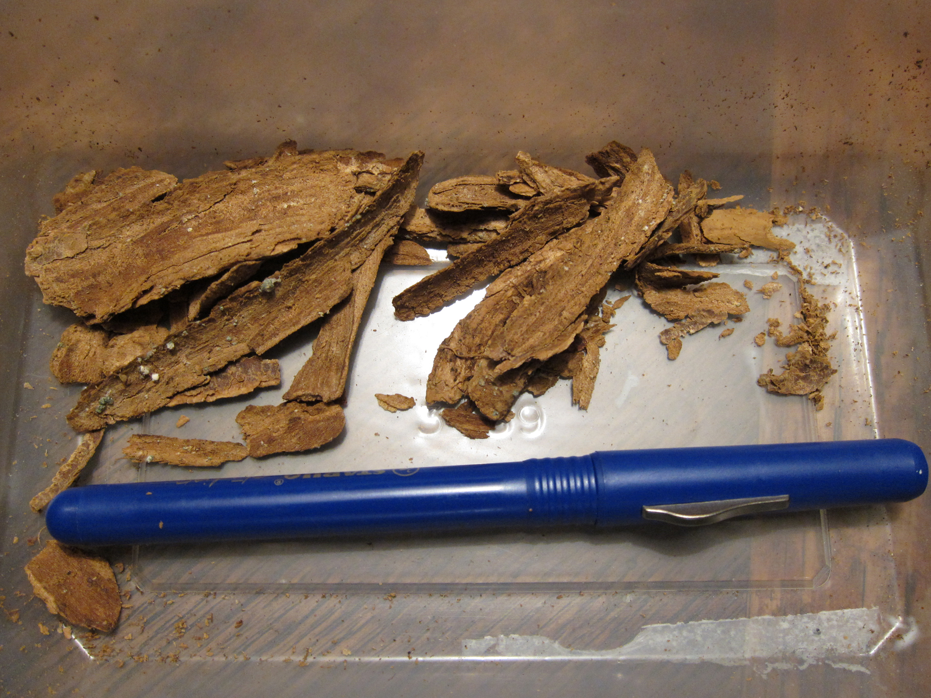 dried tabernanthe iboga root bark