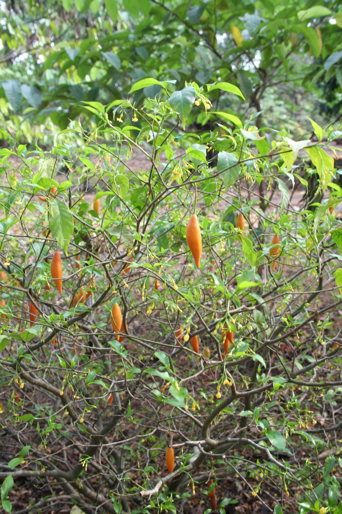 tabernanthe iboga plant with fruit ibogaine