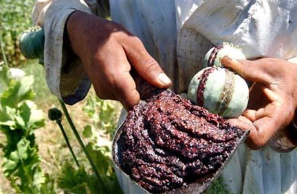 dried opium latex Afghanistan