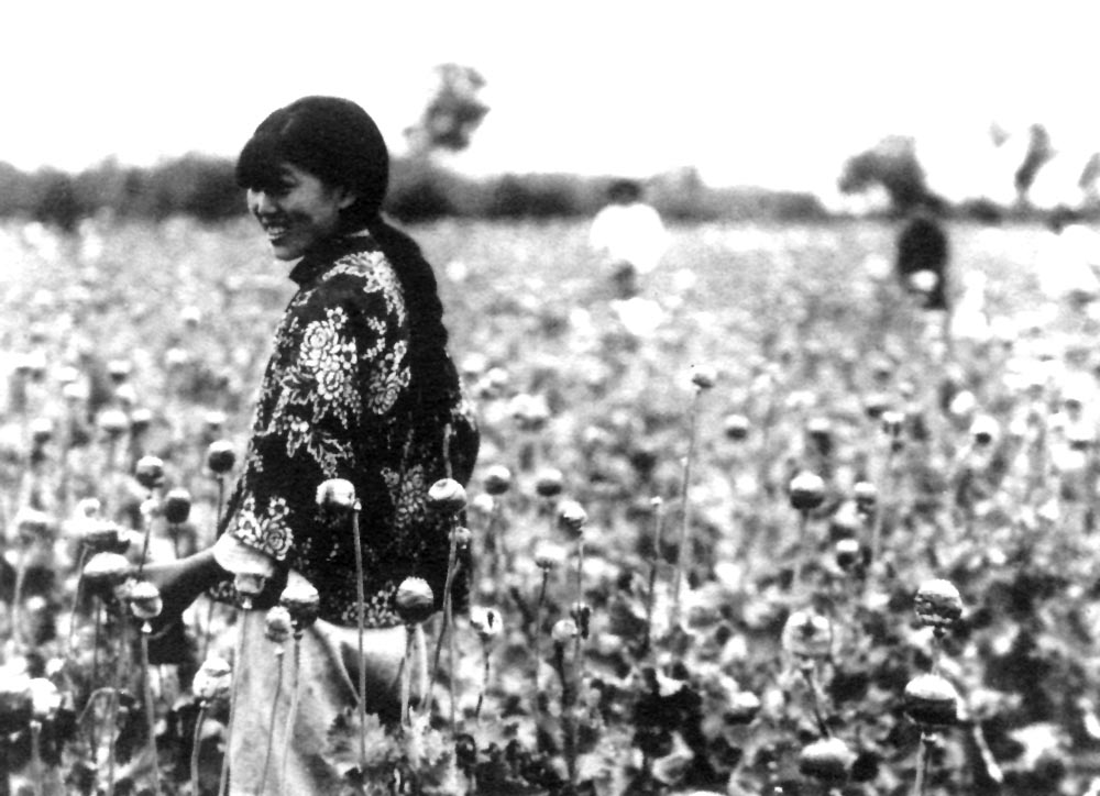 opium poppy harvest north Manchuria