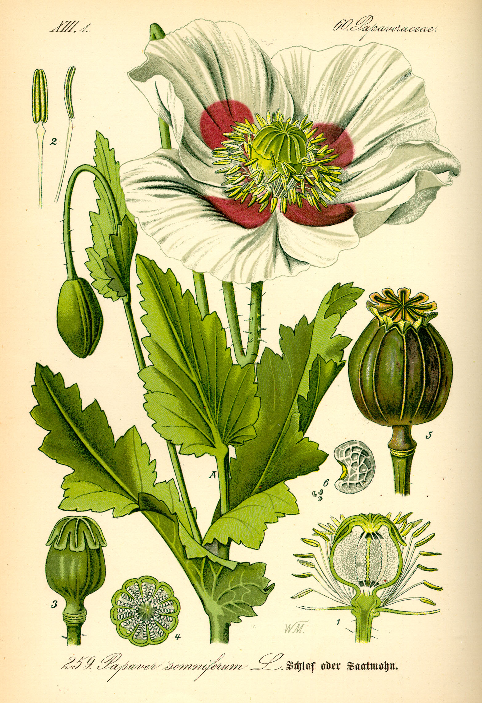 opium poppy papaver somniferum botanical drawing