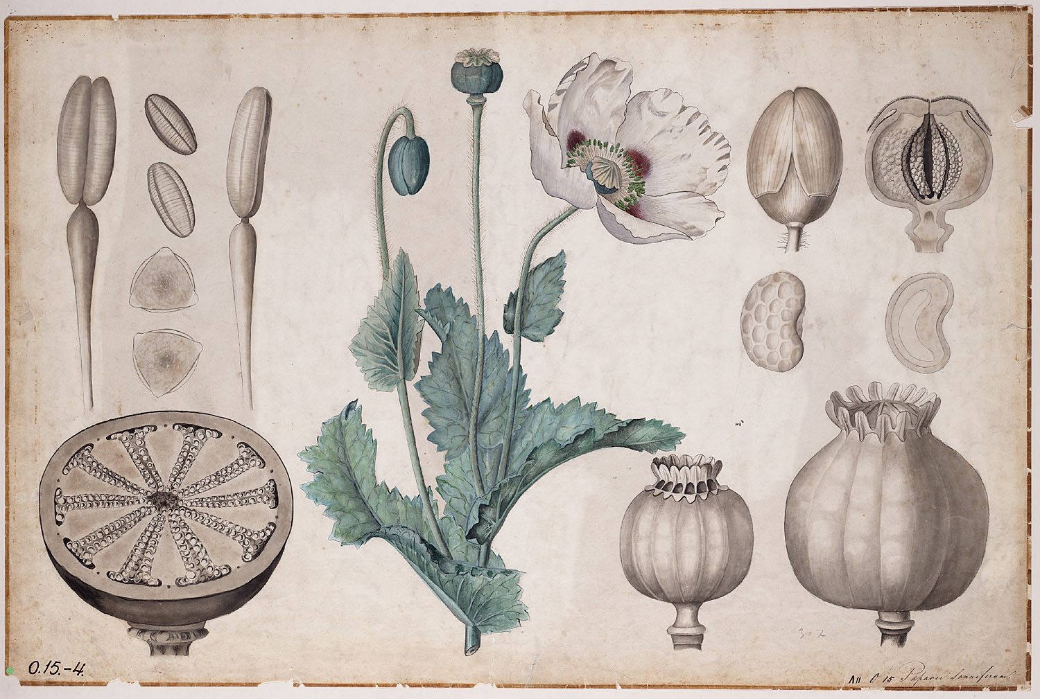 opium poppy papaver somniferum botanical drawing