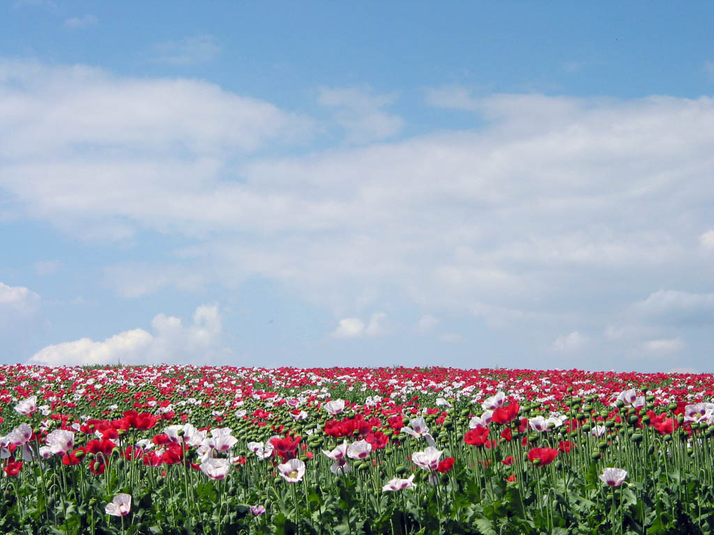 opium poppy field papaver somniferum red white