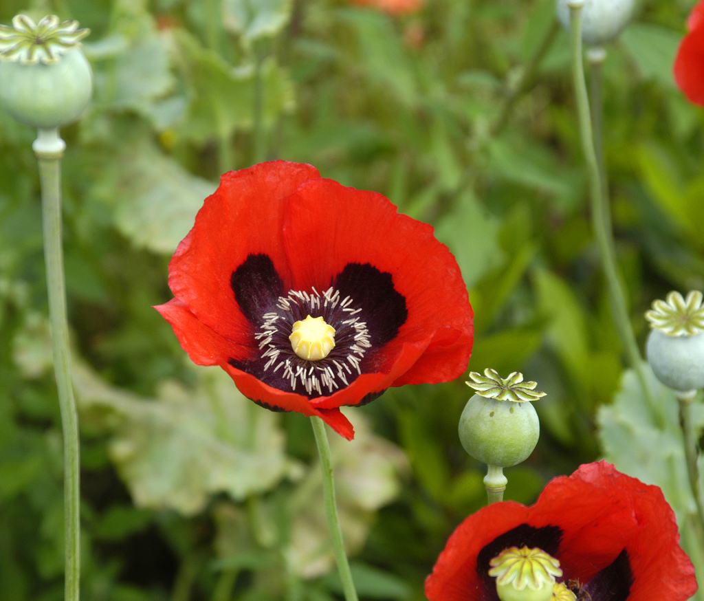 opium poppies papaver somniferum red black