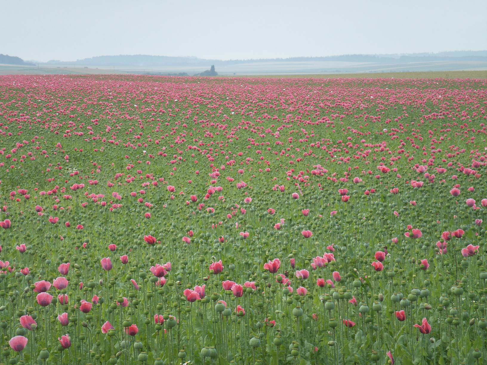 opium poppy field papaver somniferum pink