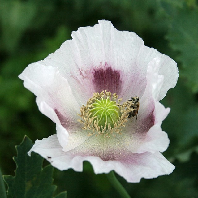 bee on opium poppy papaver somniferum white purple