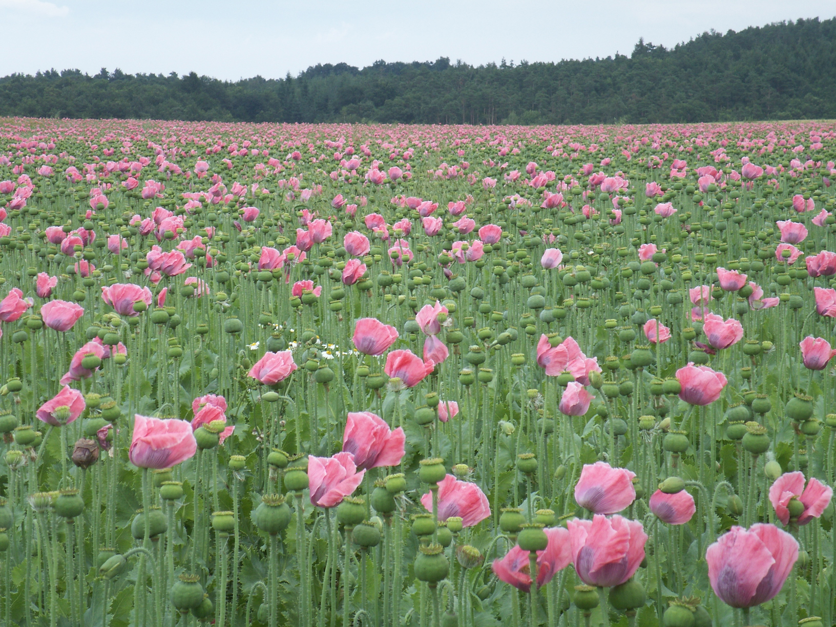 opium poppy field papaver somniferum pink