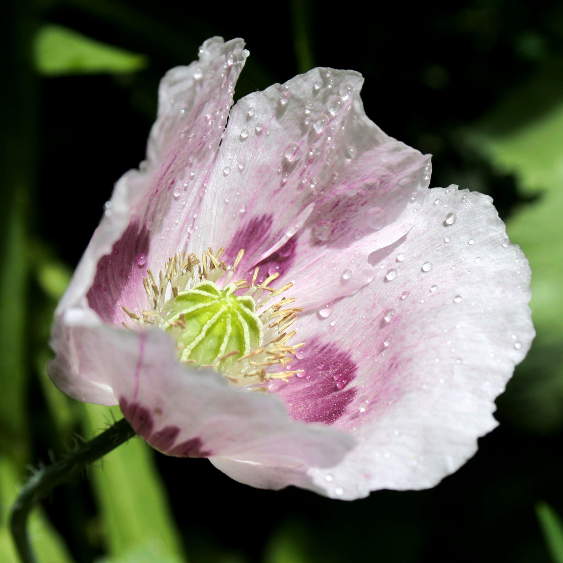 opium poppy water droplets papaver somniferum white