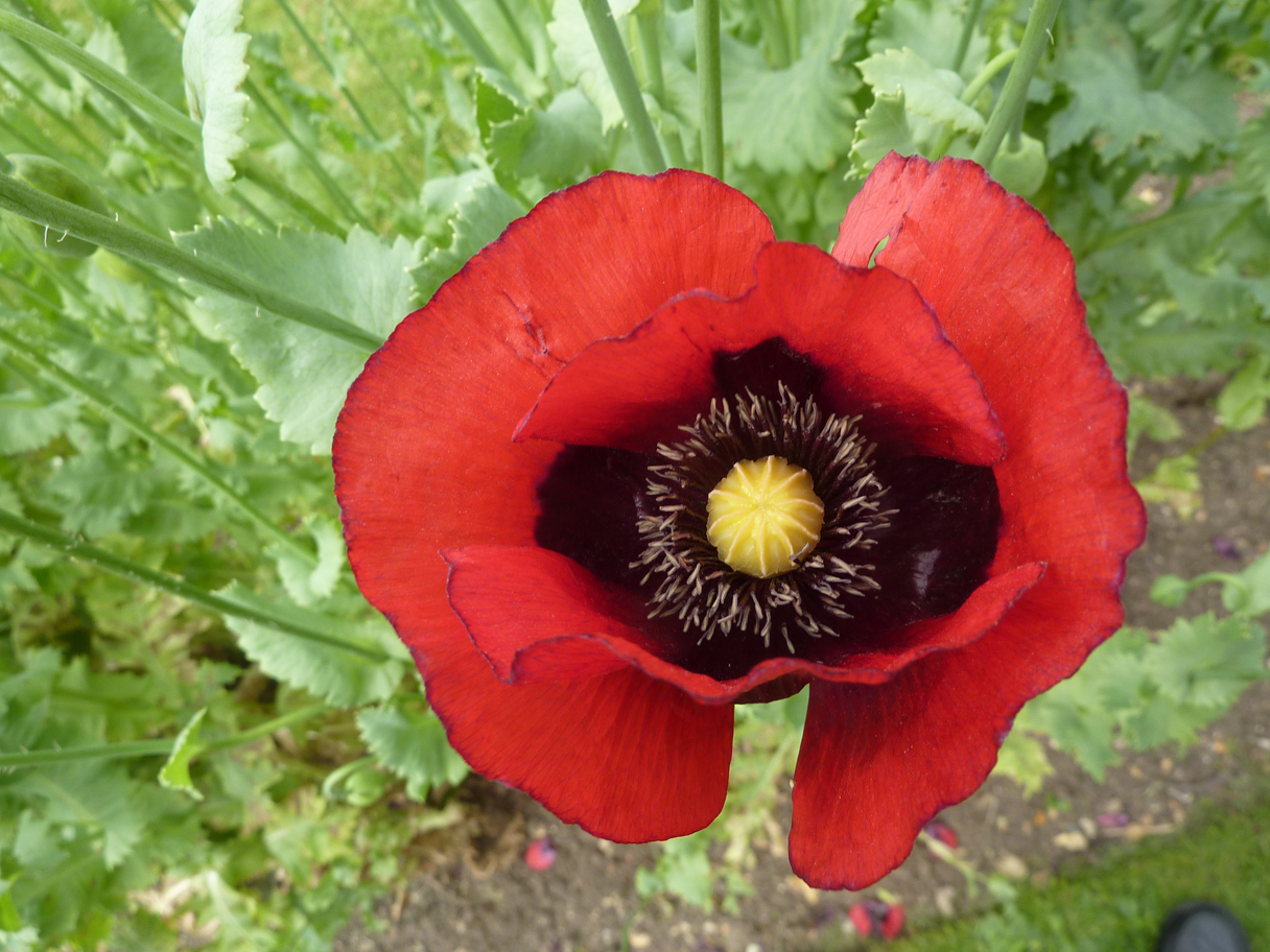 opium poppy papaver somniferum red black