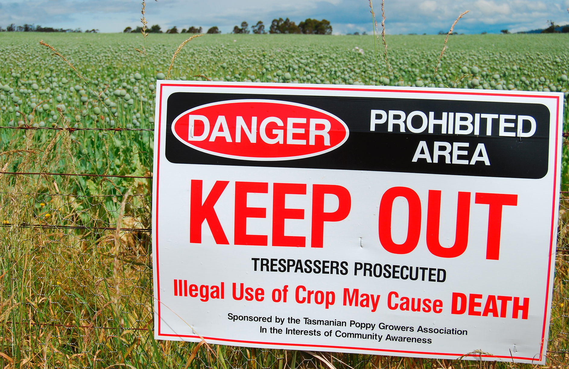 opium poppy field warning sign danger papaver somniferum Tasmania Australia