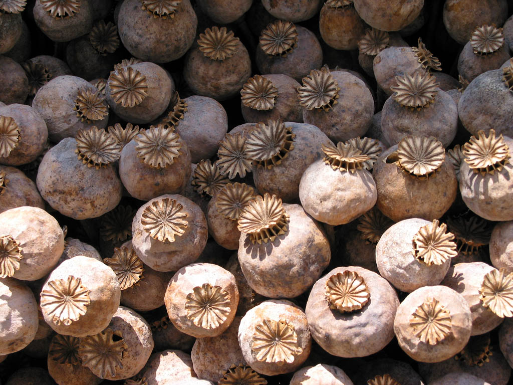 dried opium poppy pods