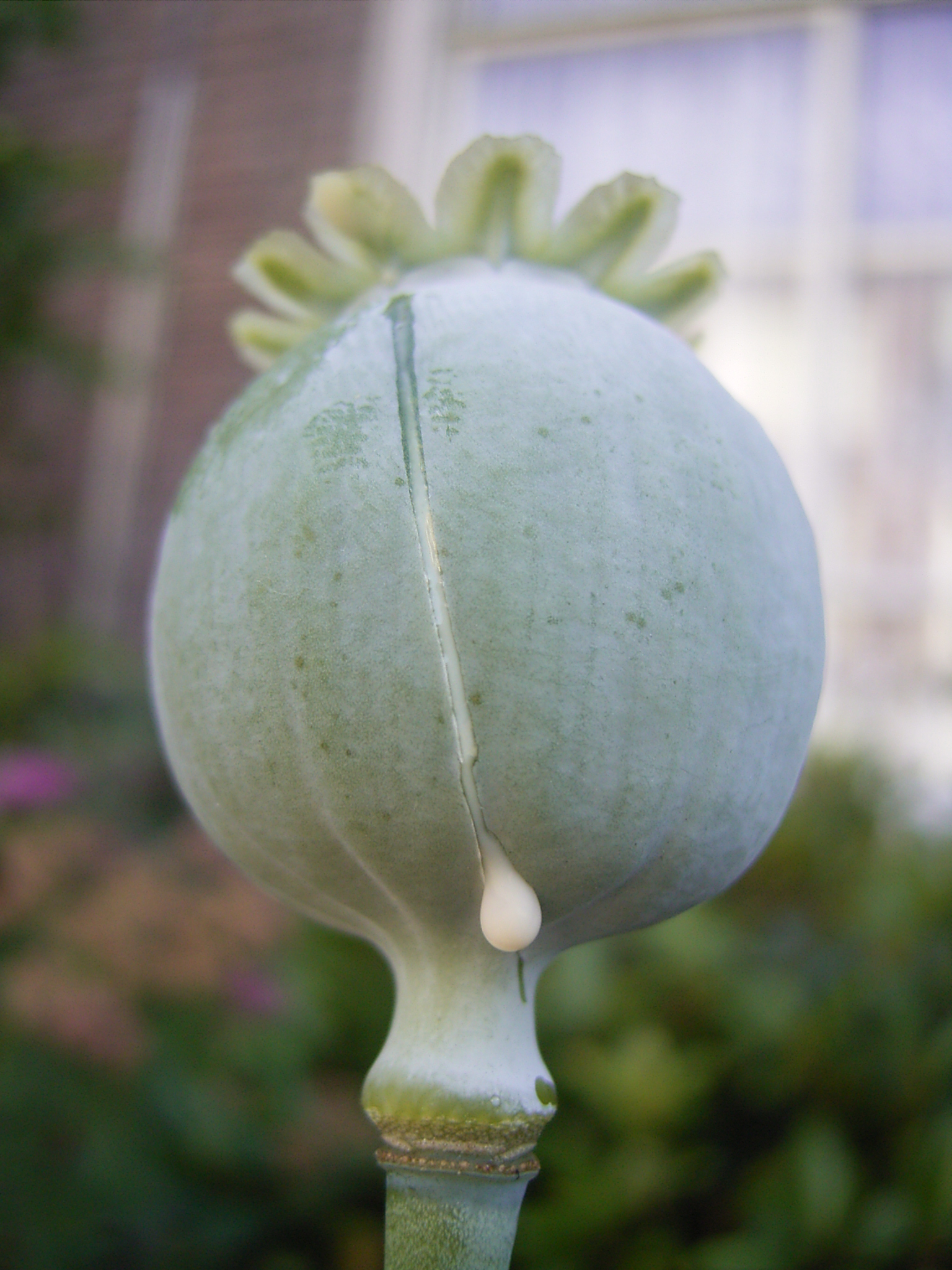poppy pod white opium latex